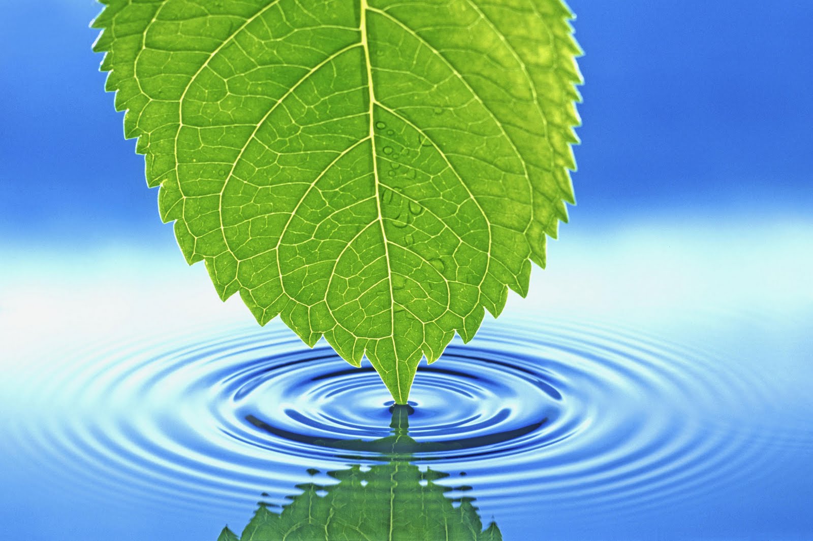 samsung wallpaper,leaf,green,water,plant,sky