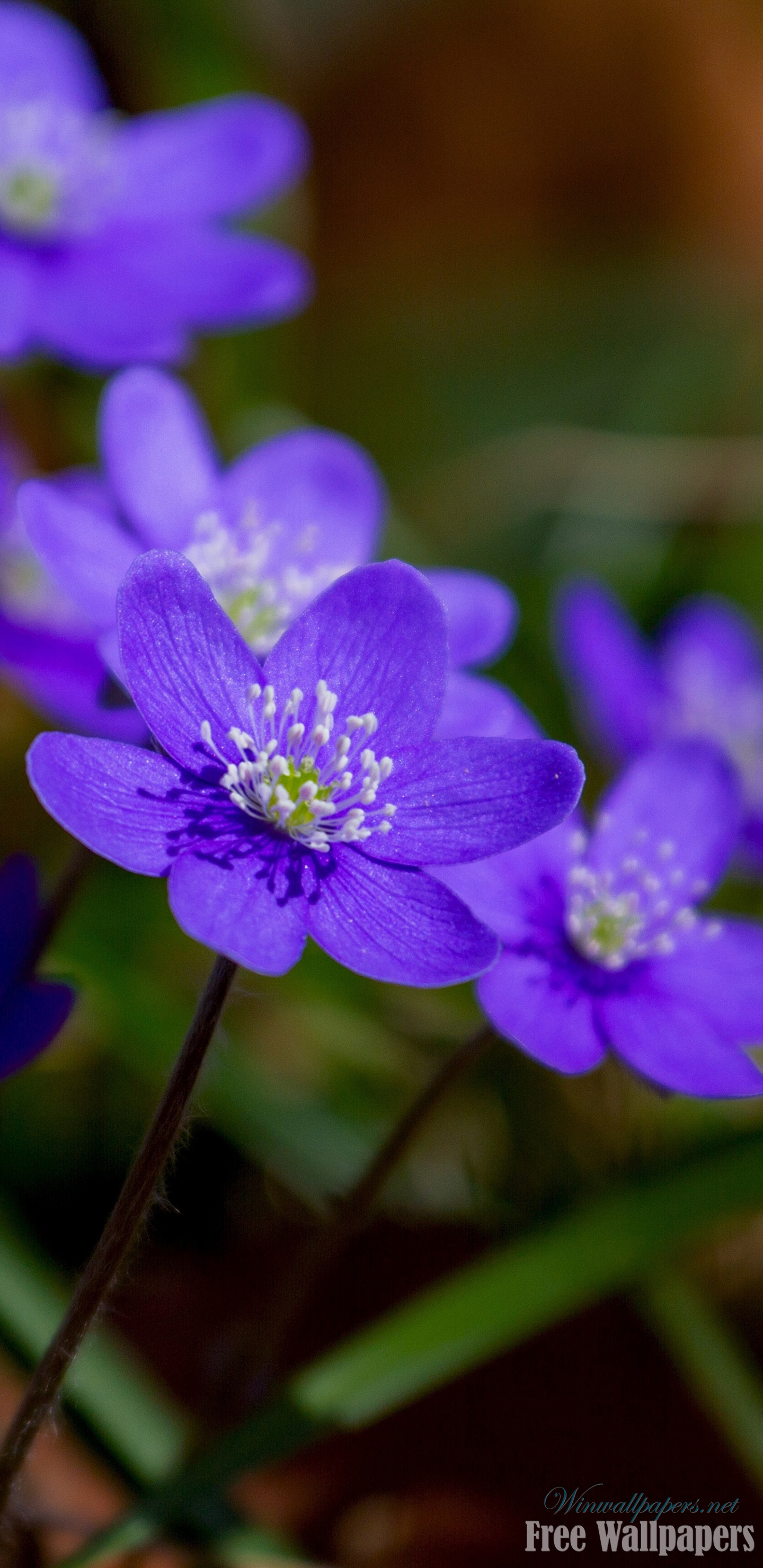 samsung wallpaper,blume,blühende pflanze,blütenblatt,rundblättriges leberblatt,pflanze