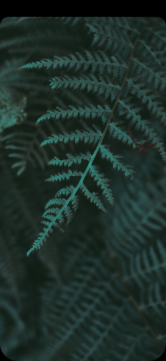 wallpaper hd,green,leaf,ferns and horsetails,turquoise,fern