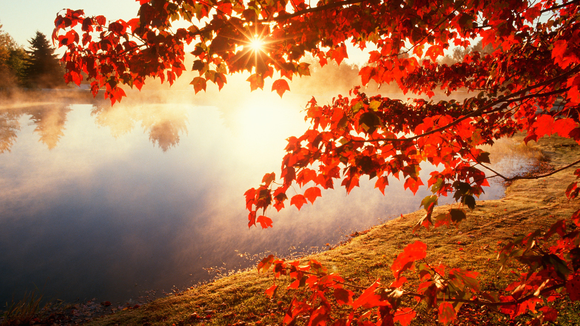 sfondo hd,natura,rosso,albero,foglia,paesaggio naturale