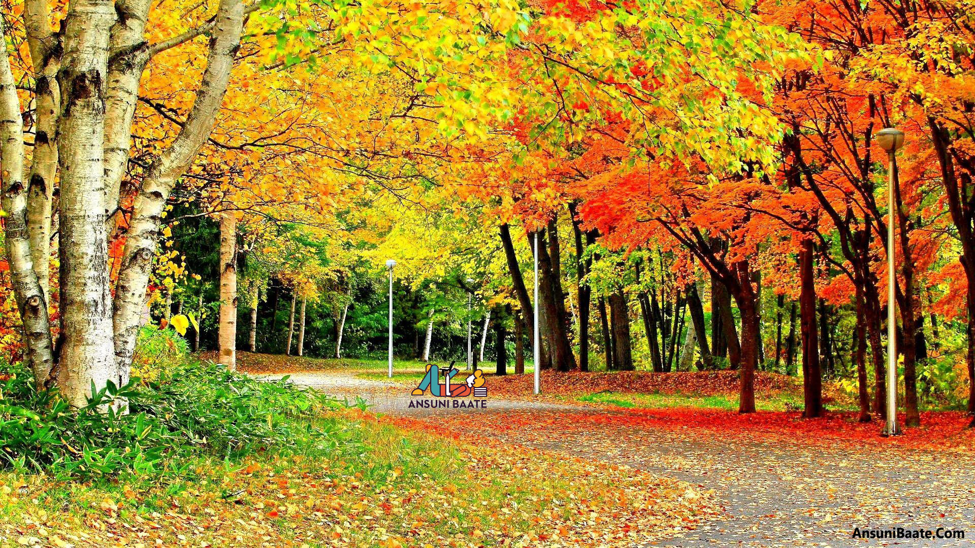 fond d'écran nature hd,arbre,feuille,paysage naturel,la nature,l'automne