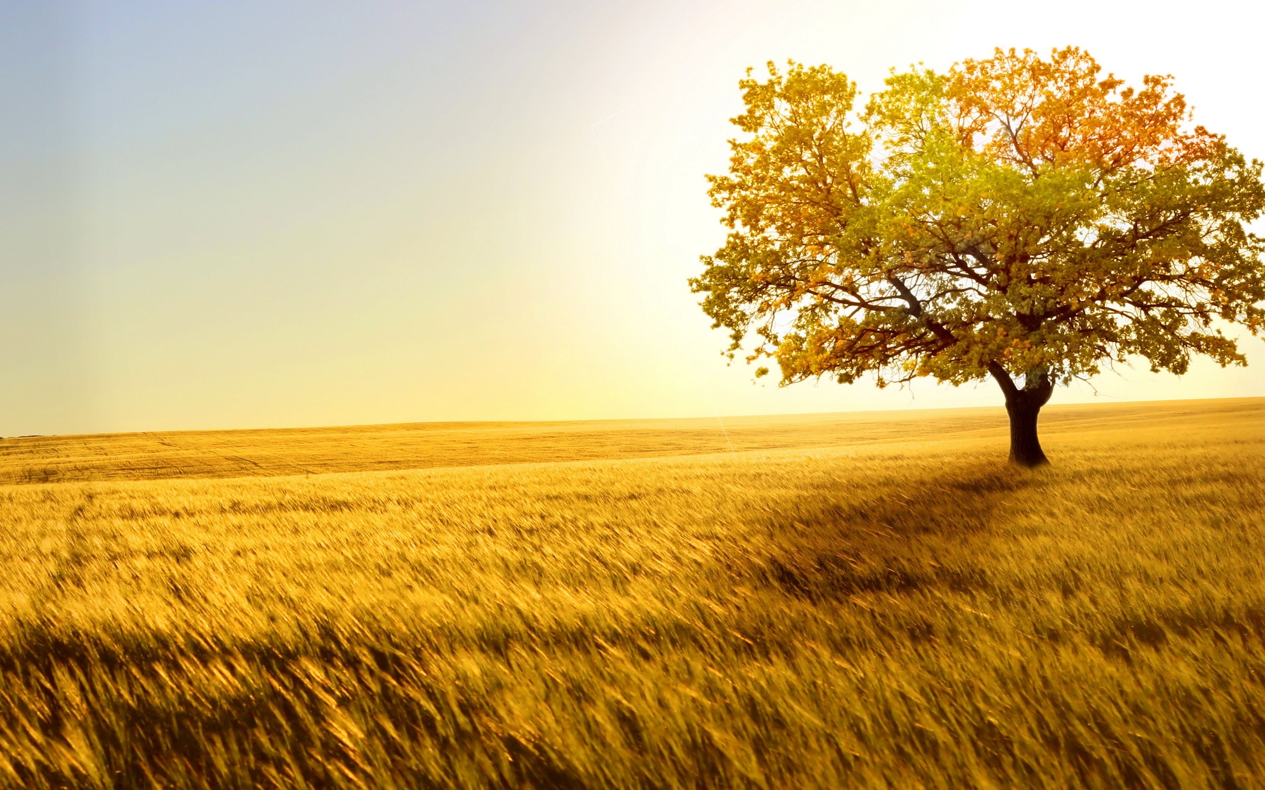 natur tapete hd,natürliche landschaft,natur,baum,feld,gelb