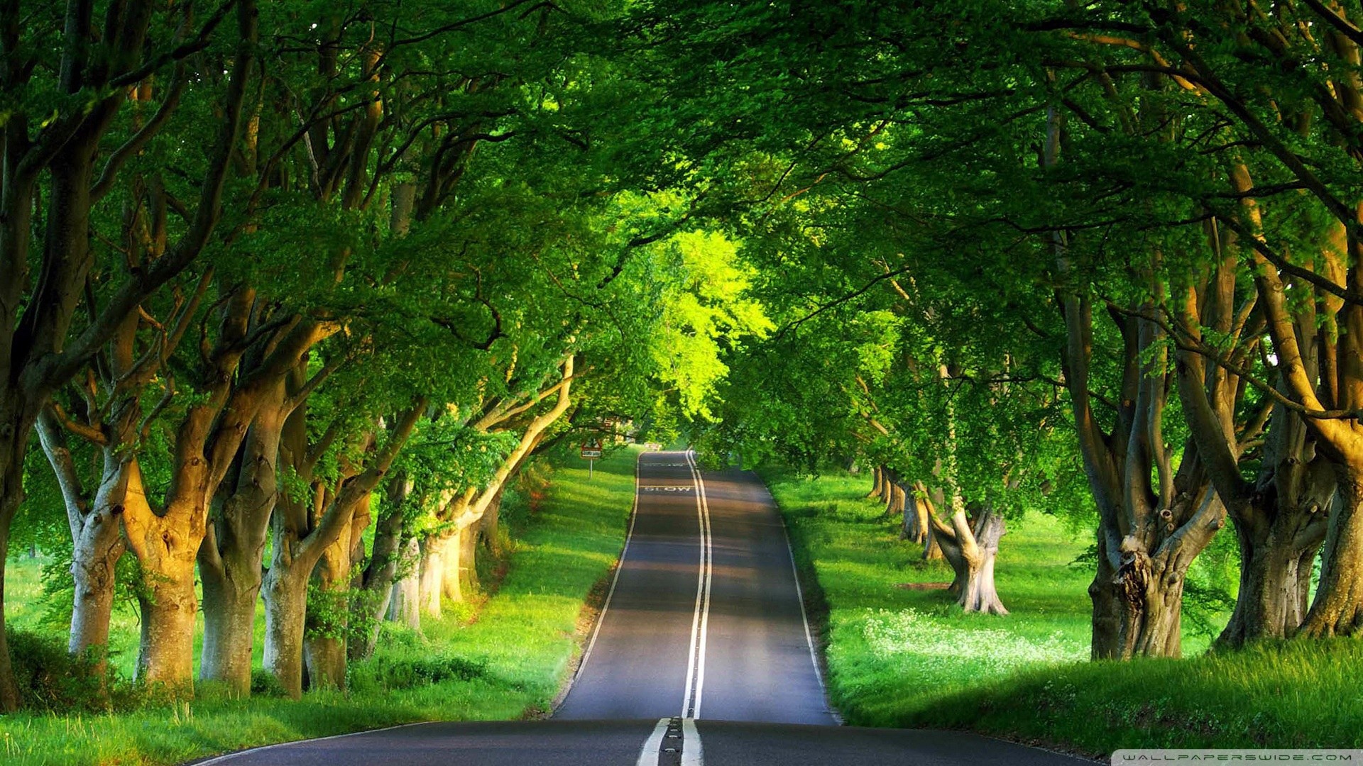 naturaleza fondos de pantalla hd,paisaje natural,verde,naturaleza,árbol,la carretera