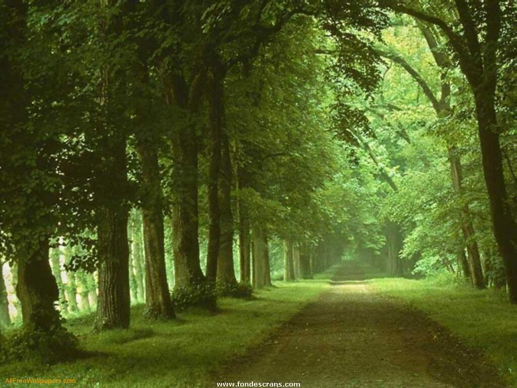 natur tapete hd,natürliche landschaft,baum,natur,grün,wald