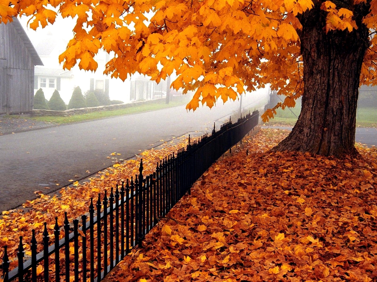 natur tapete hd,baum,natürliche landschaft,blatt,natur,herbst