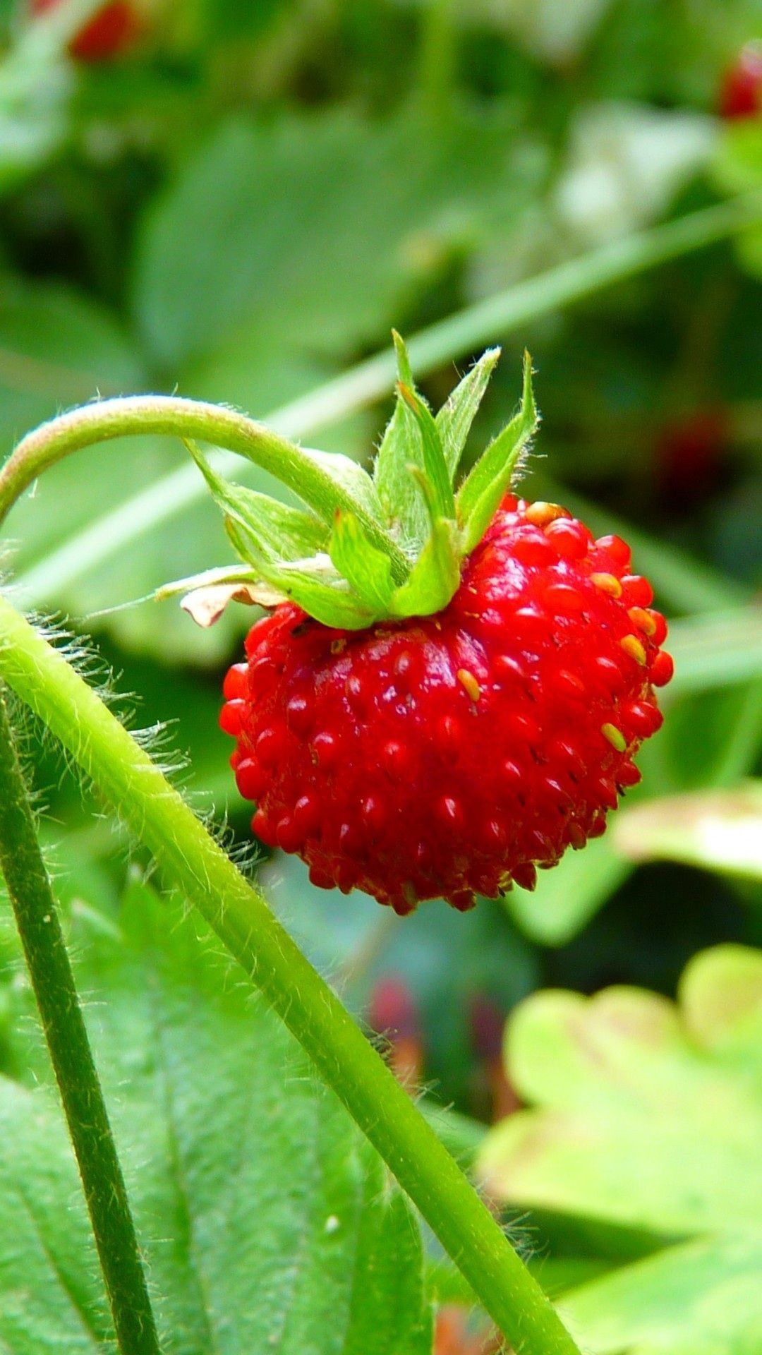 fond d'écran nature hd,fraise,plante à fleurs,plante,baie,fruit