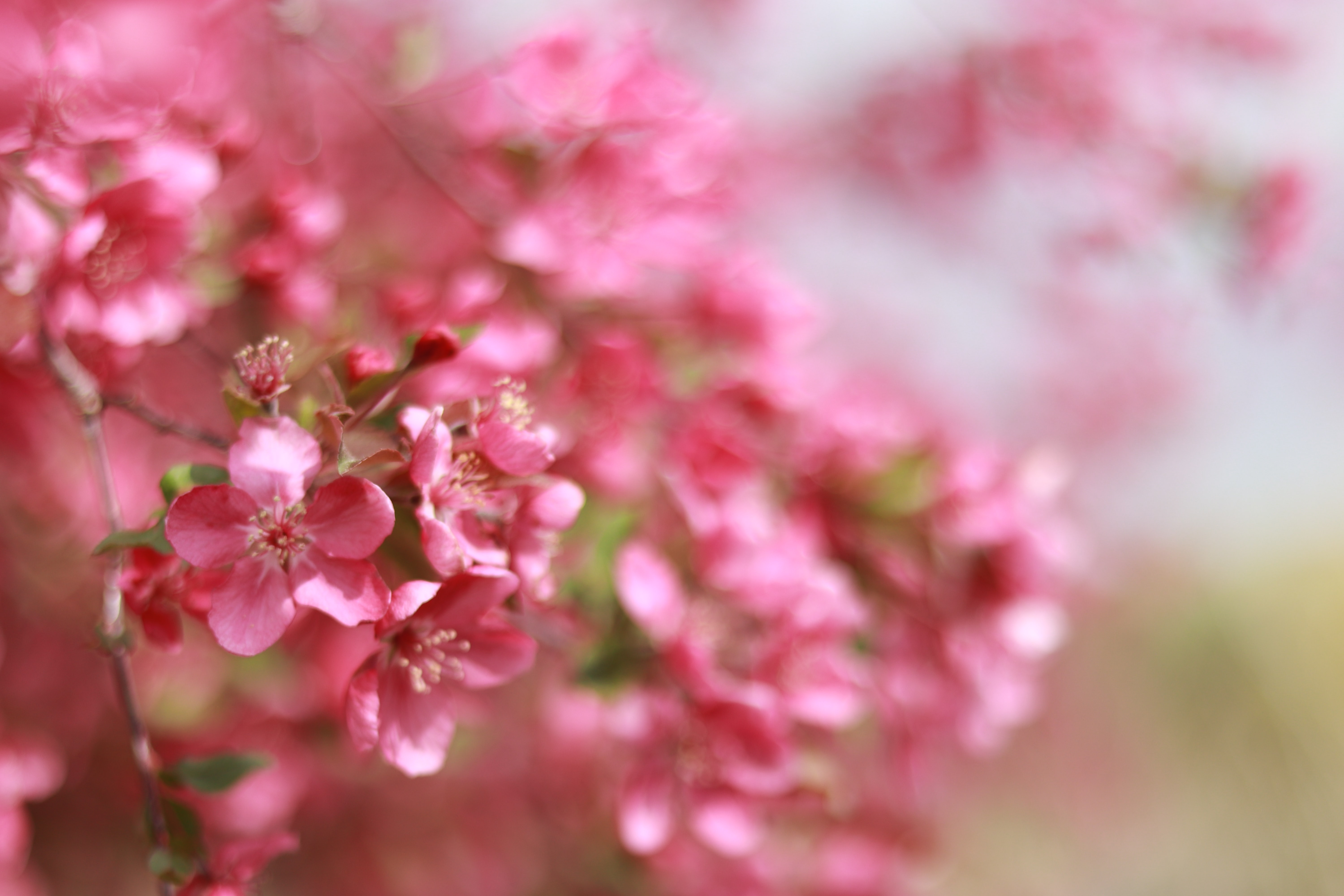 naturaleza fondos de pantalla hd,flor,rosado,planta,pétalo,primavera