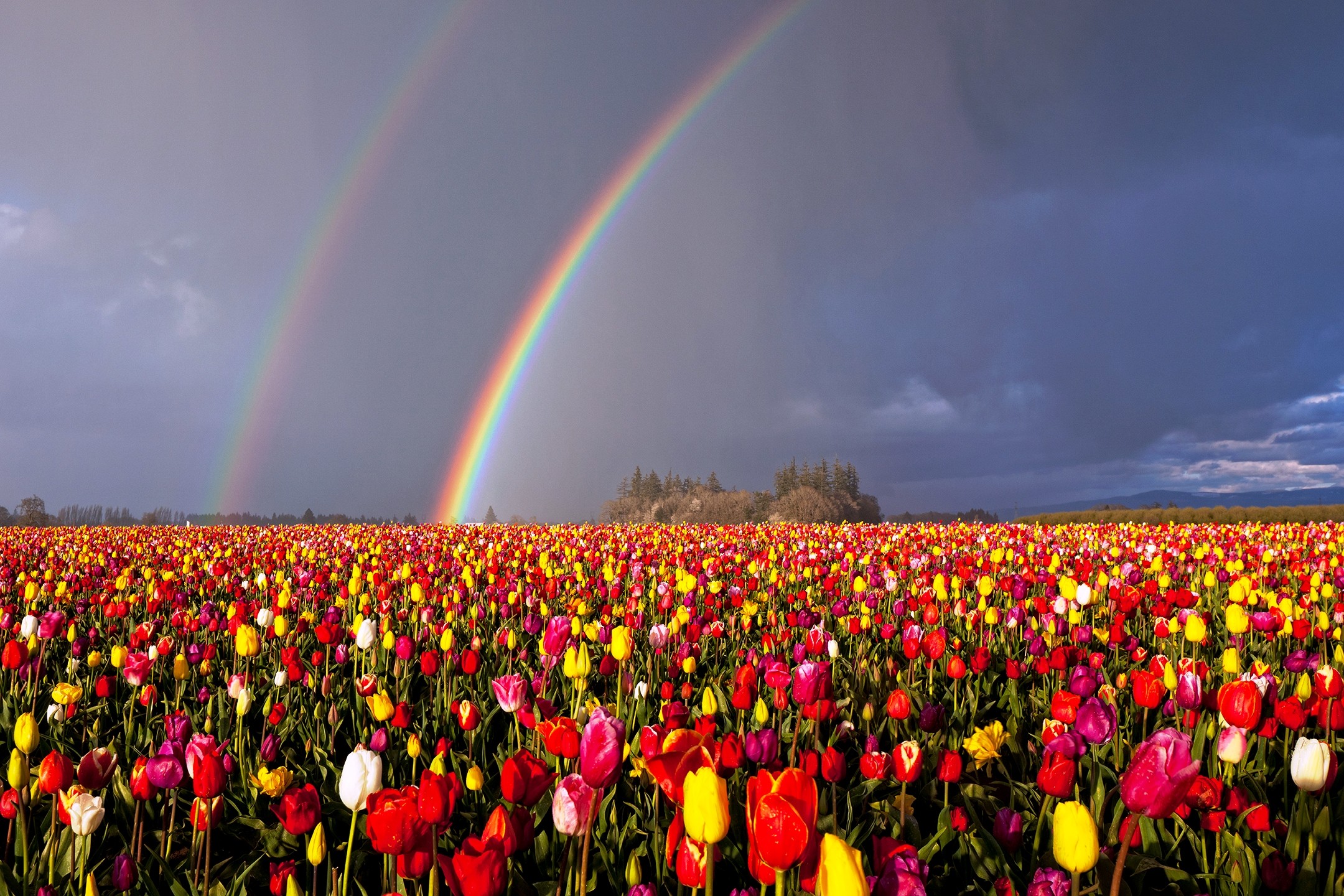 自然の壁紙のhd,虹,空,花,春,フィールド