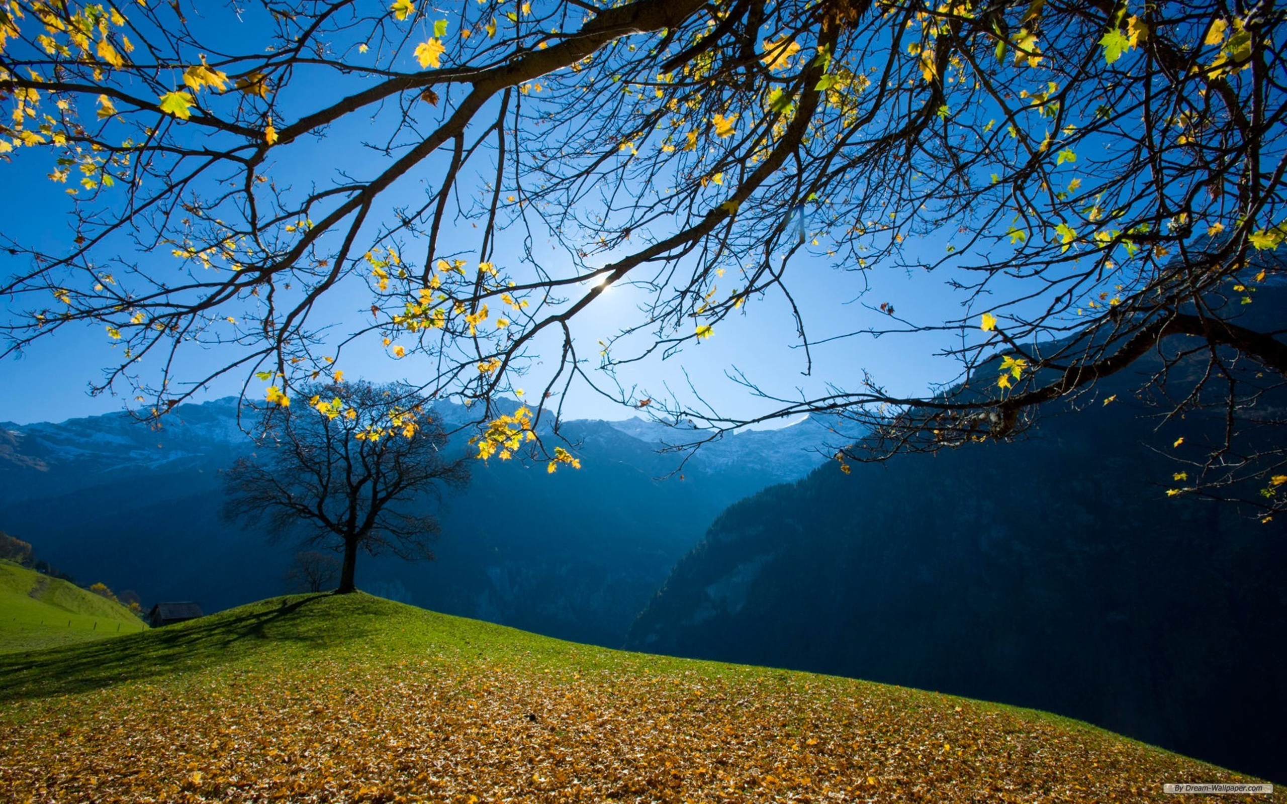 natur tapete hd,natürliche landschaft,natur,baum,himmel,blatt