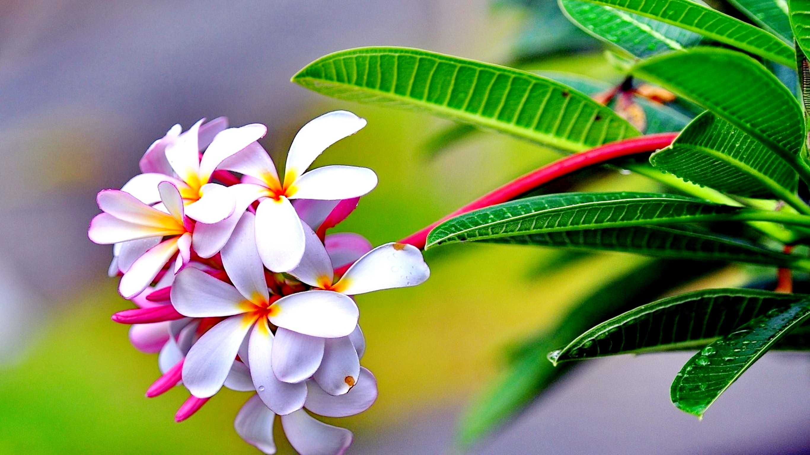 nature wallpaper hd,flower,frangipani,plant,petal,leaf