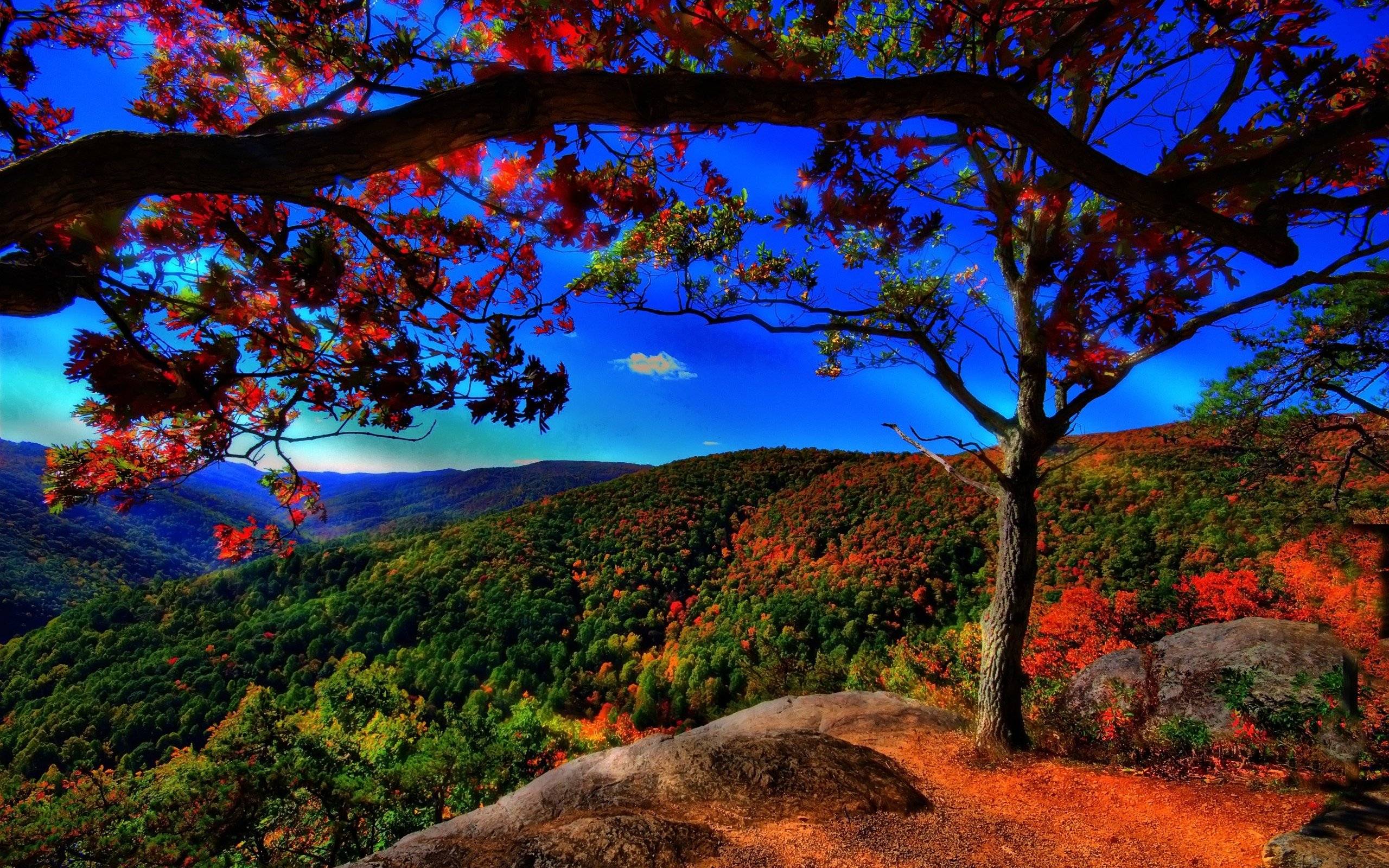 natur tapete hd,natur,natürliche landschaft,baum,himmel,holzige pflanze