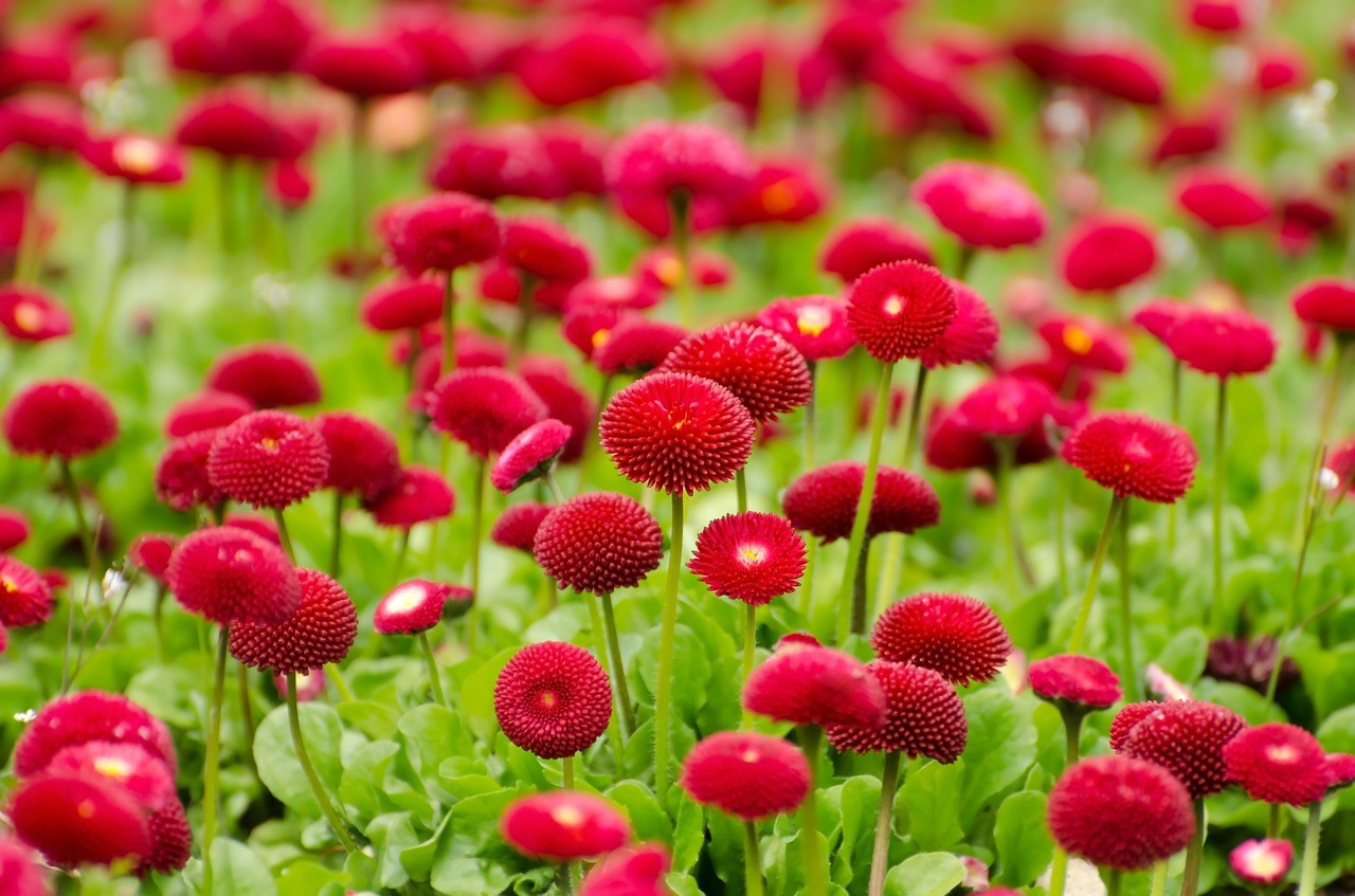 natur tapete hd,blume,blühende pflanze,pflanze,blütenblatt,frühling