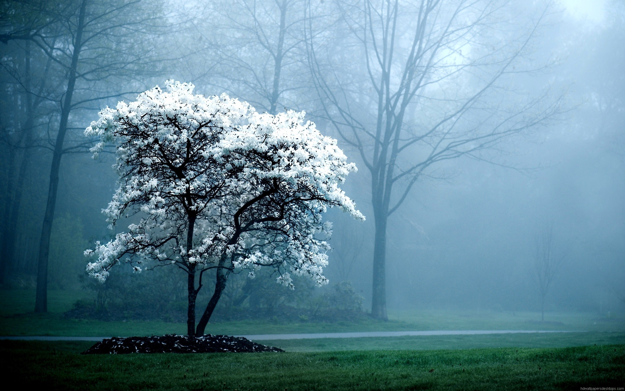 sfondo hd,paesaggio naturale,albero,natura,cielo,nebbia