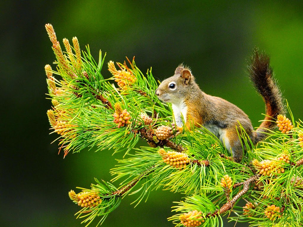 carta da parati keren,scoiattolo,scoiattolo volpe,natura,scoiattolo rosso eurasiatico,scoiattolo