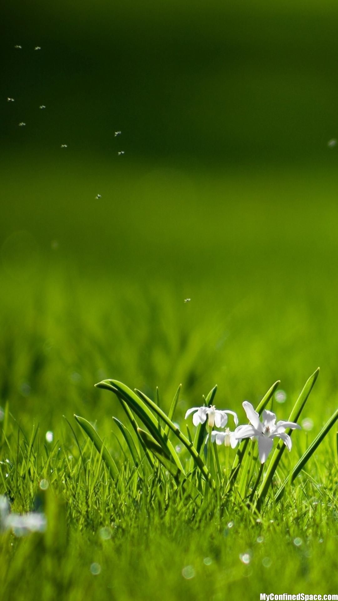 fond d'écran full hd,vert,l'eau,la nature,herbe,rosée