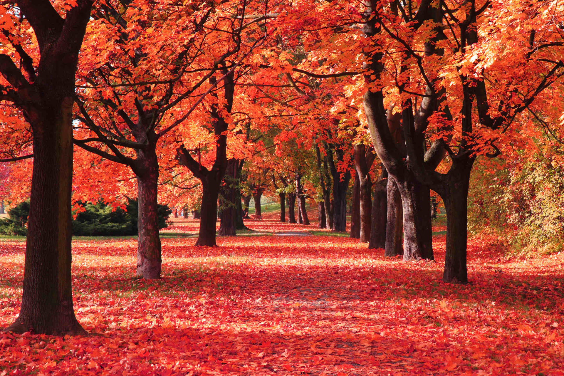 라이브 배경 화면,나무,자연 경관,자연,잎,가을