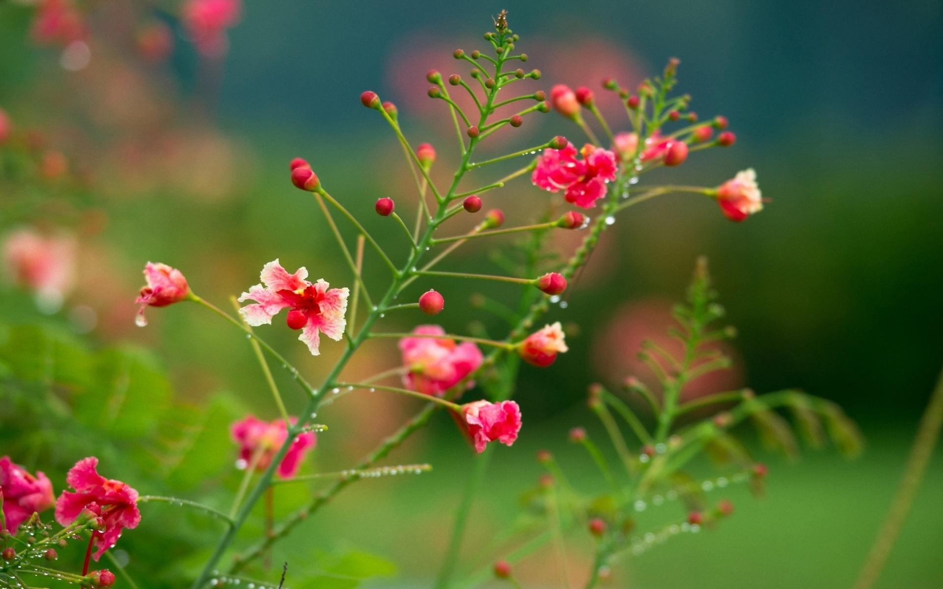 full hd wallpaper,flower,green,plant,pink,flowering plant