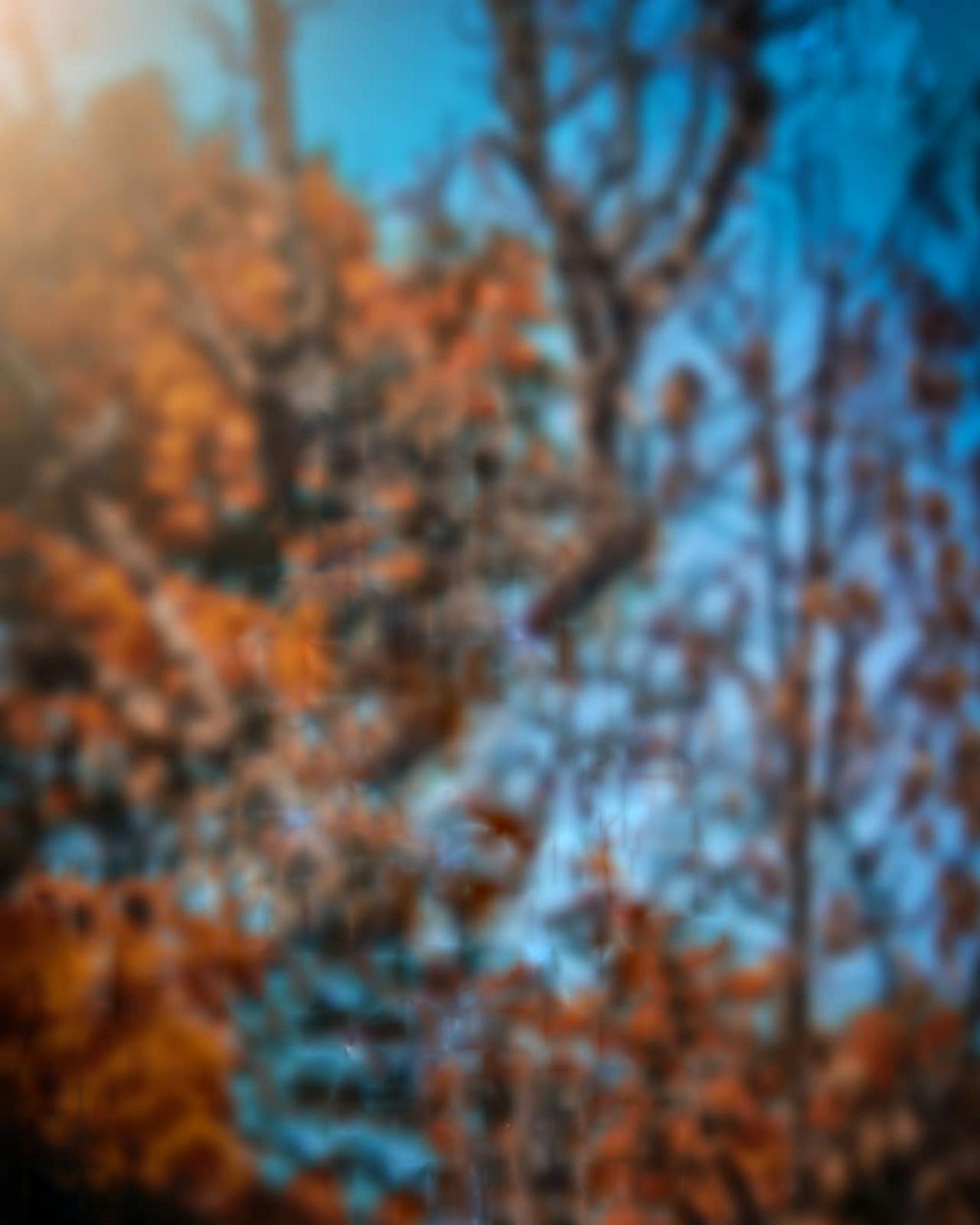 fond d'écran full hd,ciel,la nature,bleu,arbre,orange
