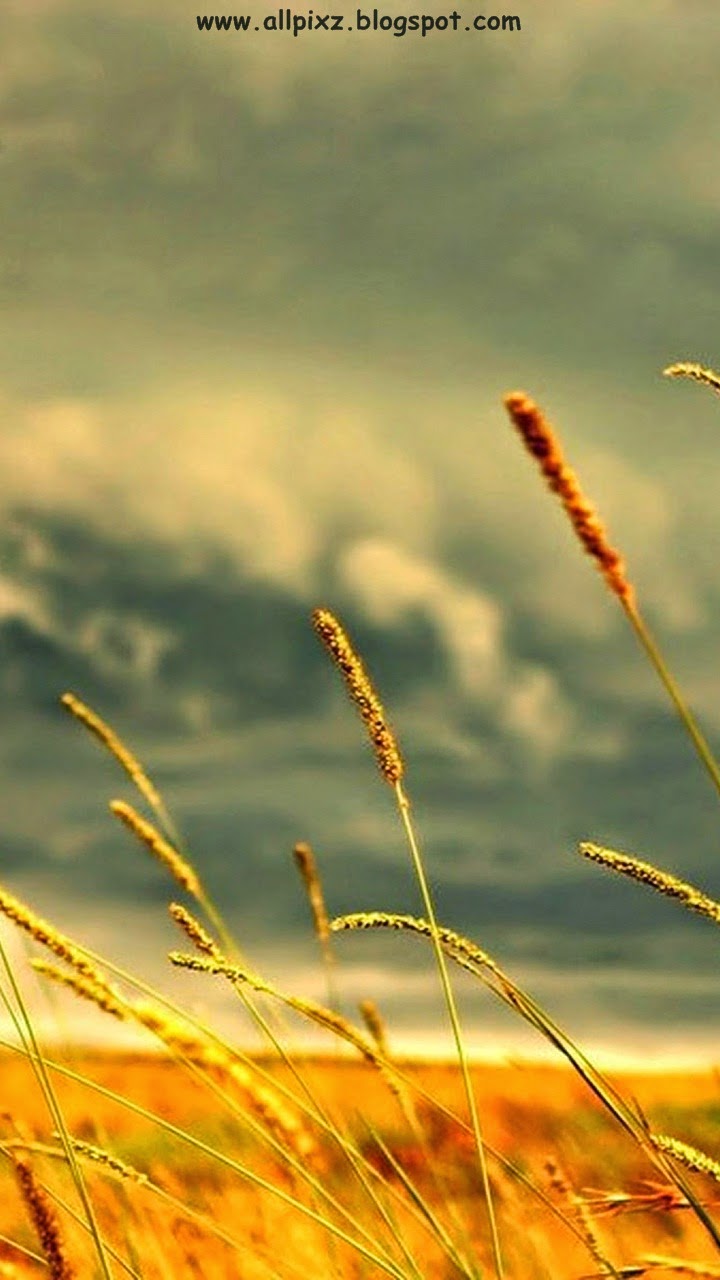 hd wallpaper für handys,natur,himmel,gras,grasfamilie,wasser