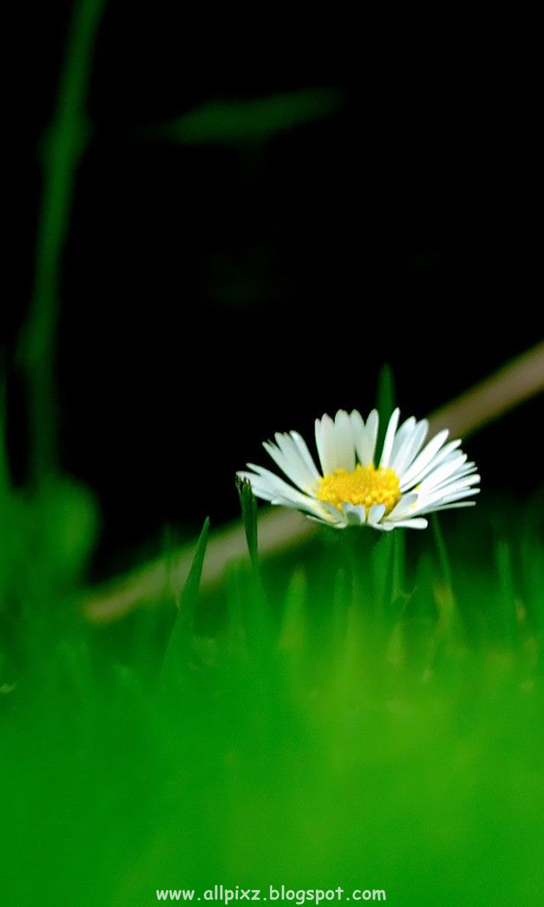 fondos de pantalla de alta definición para móviles,verde,naturaleza,flor,planta acuática,planta