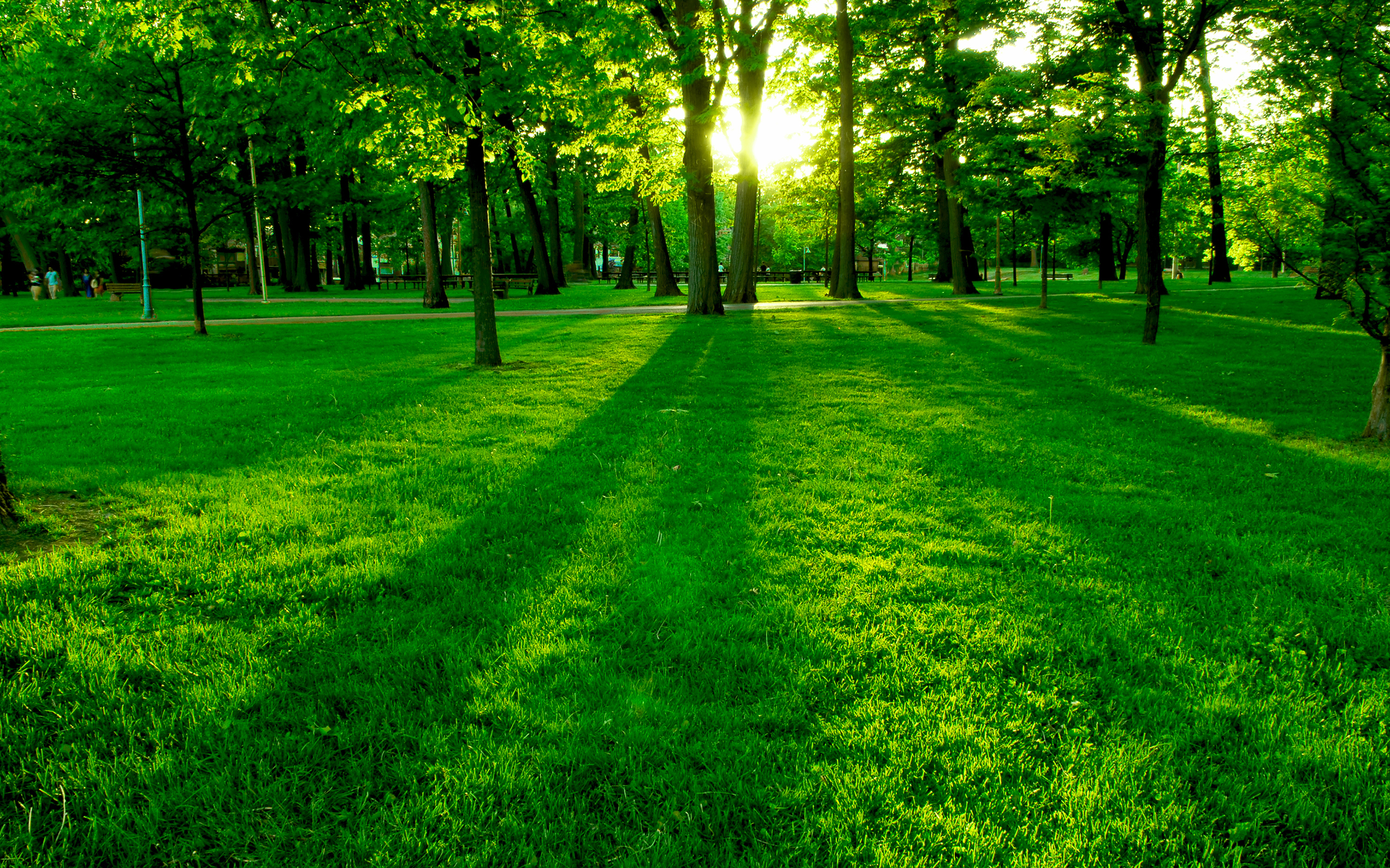 フルhdの壁紙,緑,自然の風景,自然,草,芝生