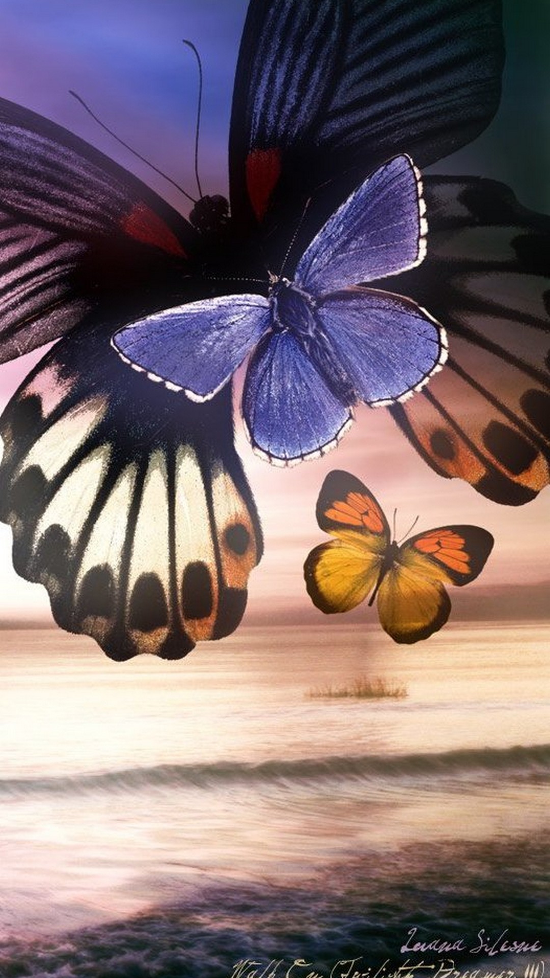 hd wallpaper für handys,motten und schmetterlinge,schmetterling,insekt,wirbellos,bürstenfußschmetterling