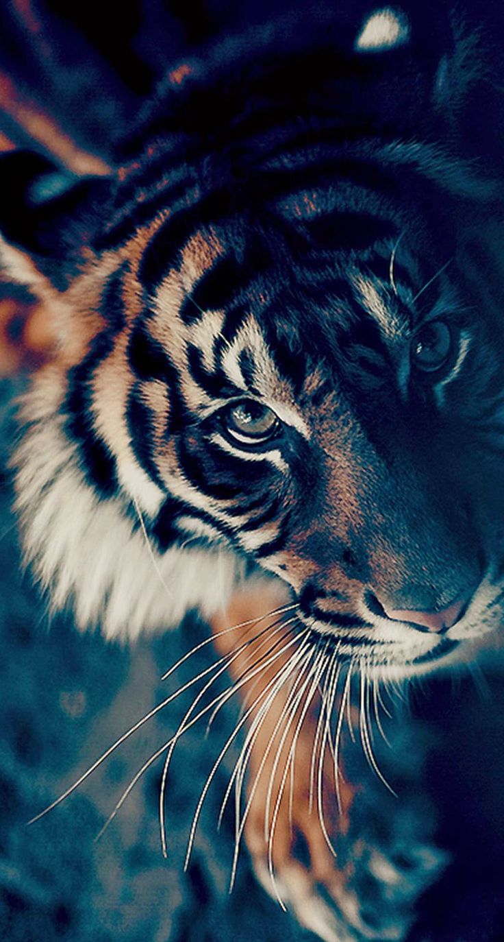 hintergrundbild in hd,tiger,bengalischer tiger,tierwelt,felidae,schnurrhaare