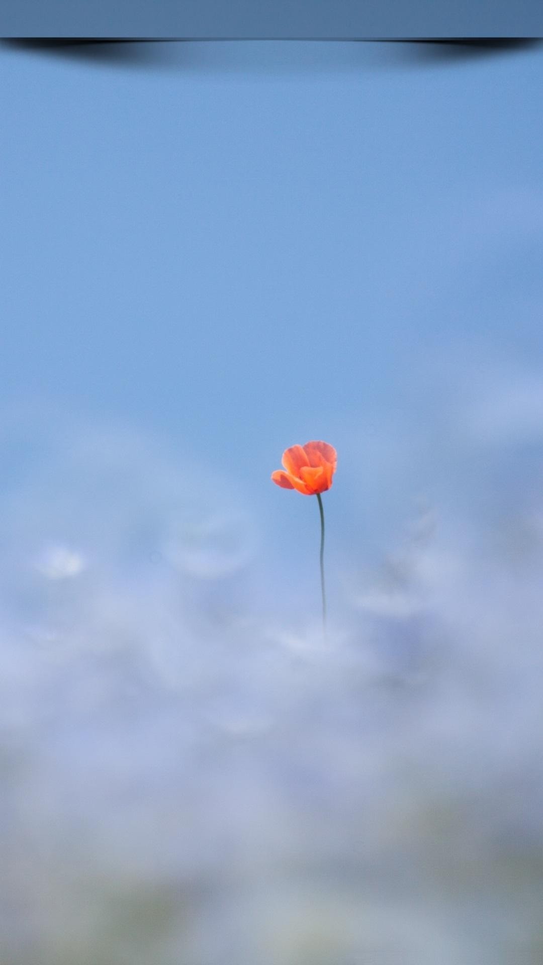 モバイル用のhdの壁紙,空,昼間,オレンジ,草の家族,花