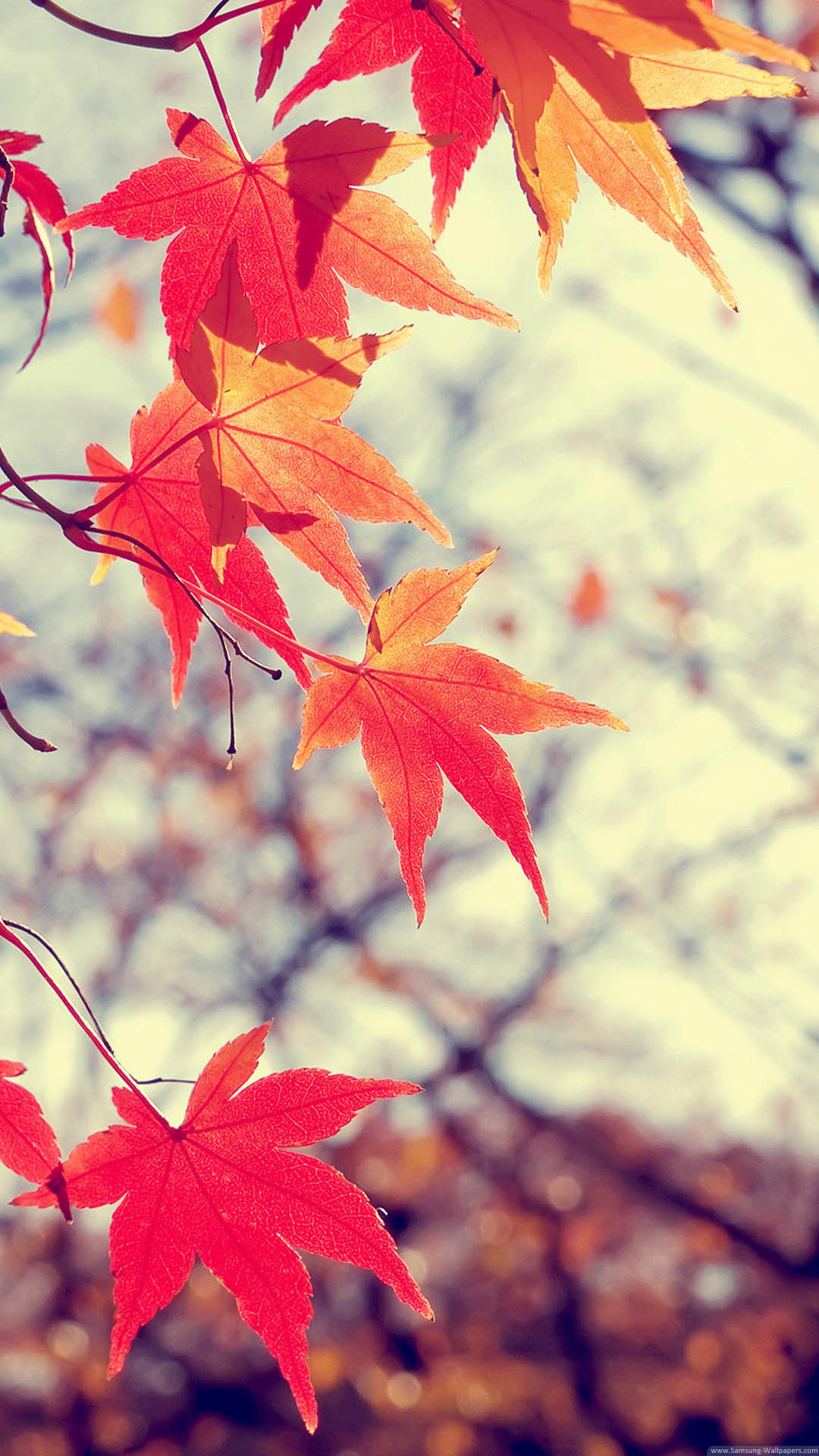 fonds d'écran hd pour mobile,arbre,feuille,feuille d'érable,rouge,plante