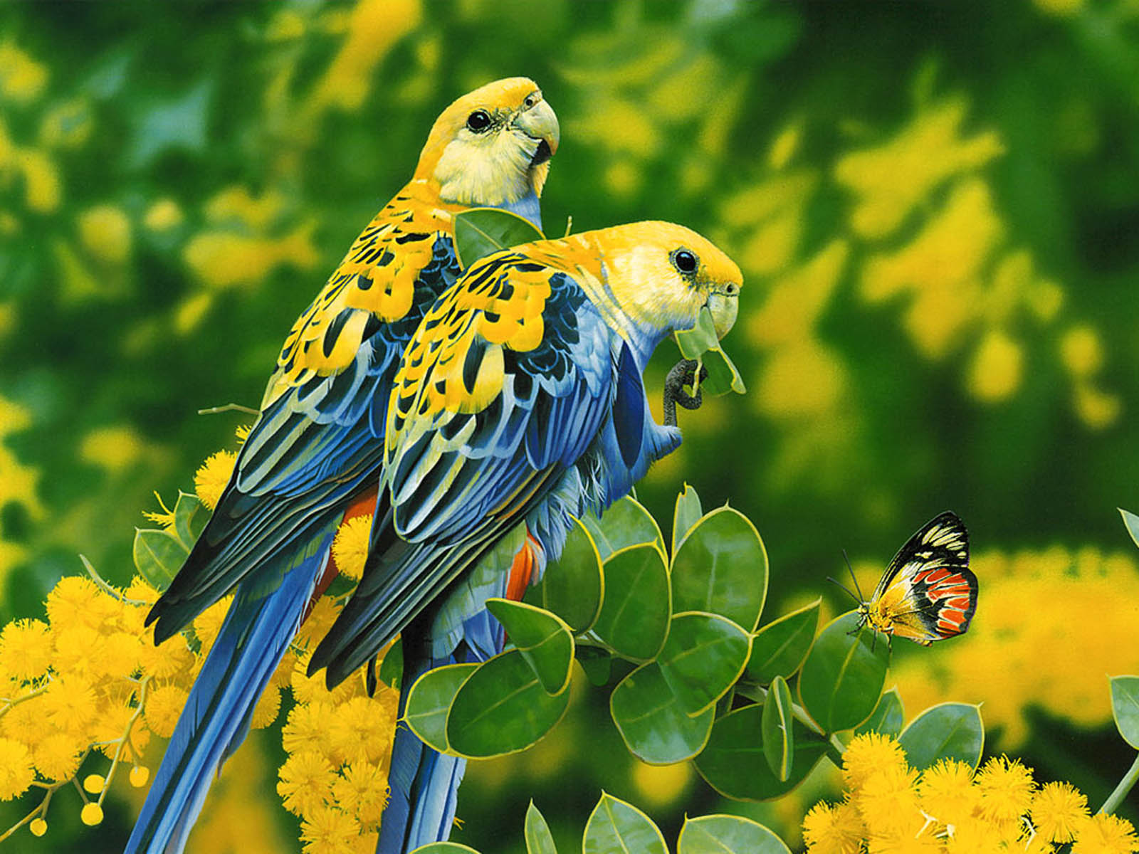 3d fonds d'écran hd,oiseau,perroquet,perruche,perruche,jaune