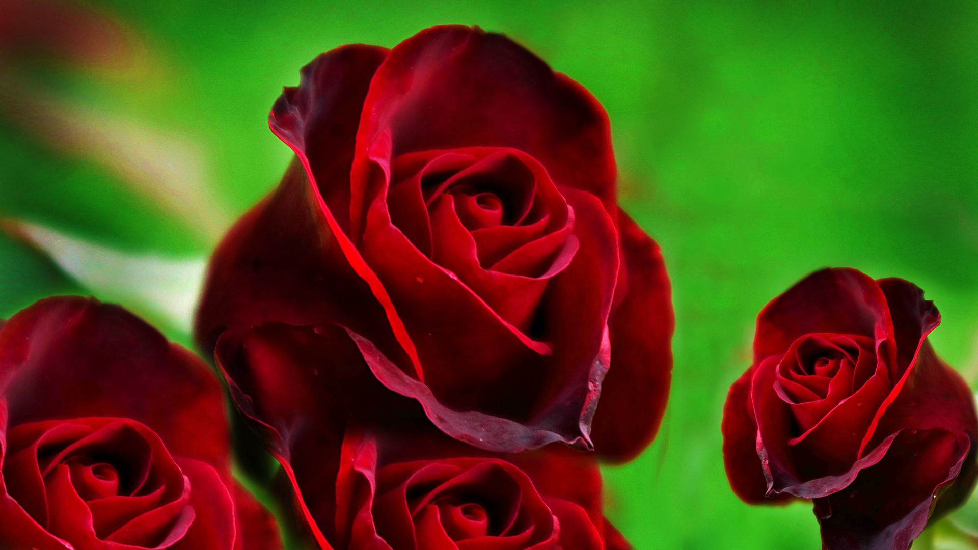 fondo de pantalla gratis,rosas de jardín,planta floreciendo,rojo,flor,pétalo