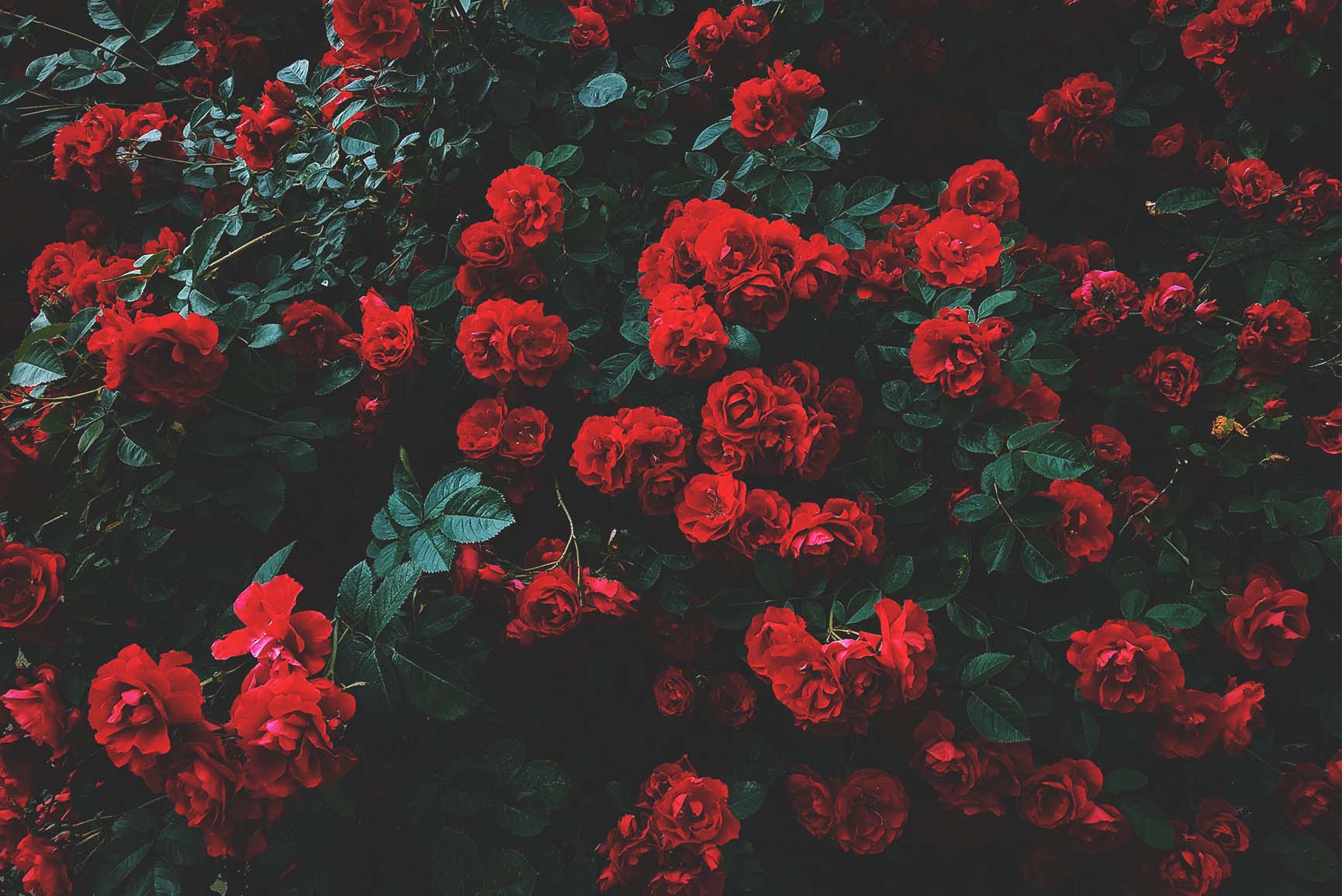 wallpaper,red,flower,garden roses,rose,floribunda