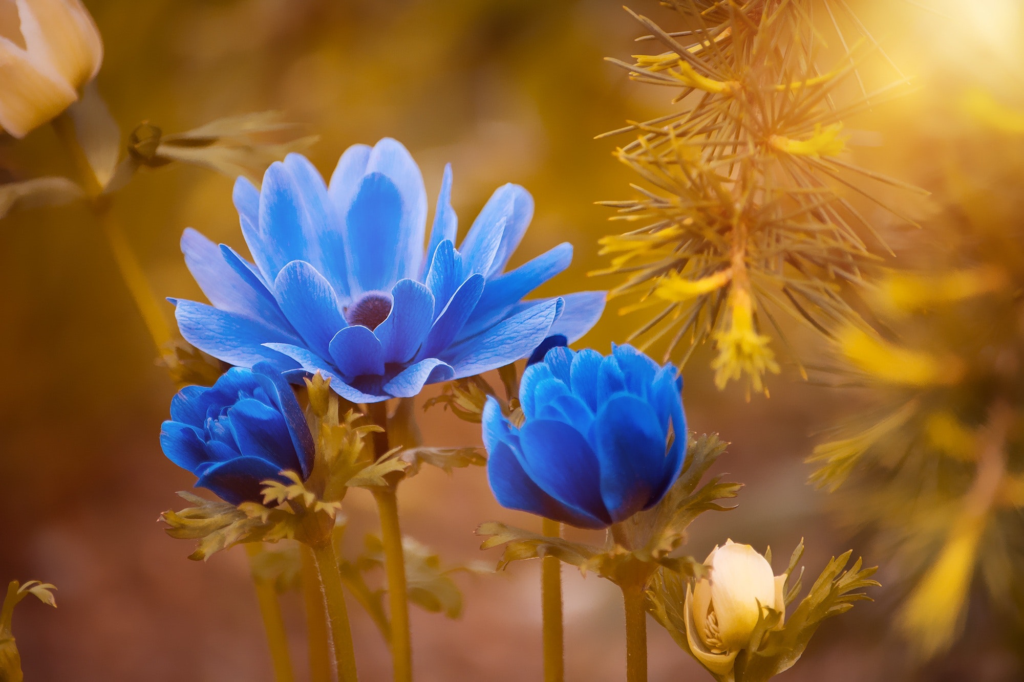 hd wallpaper download,blue,nature,flower,petal,yellow