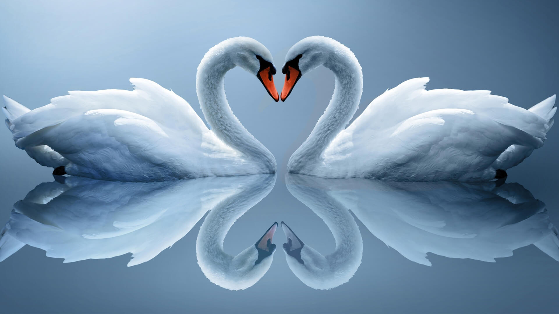 wallpaper hd love,swan,bird,water bird,sky,ducks