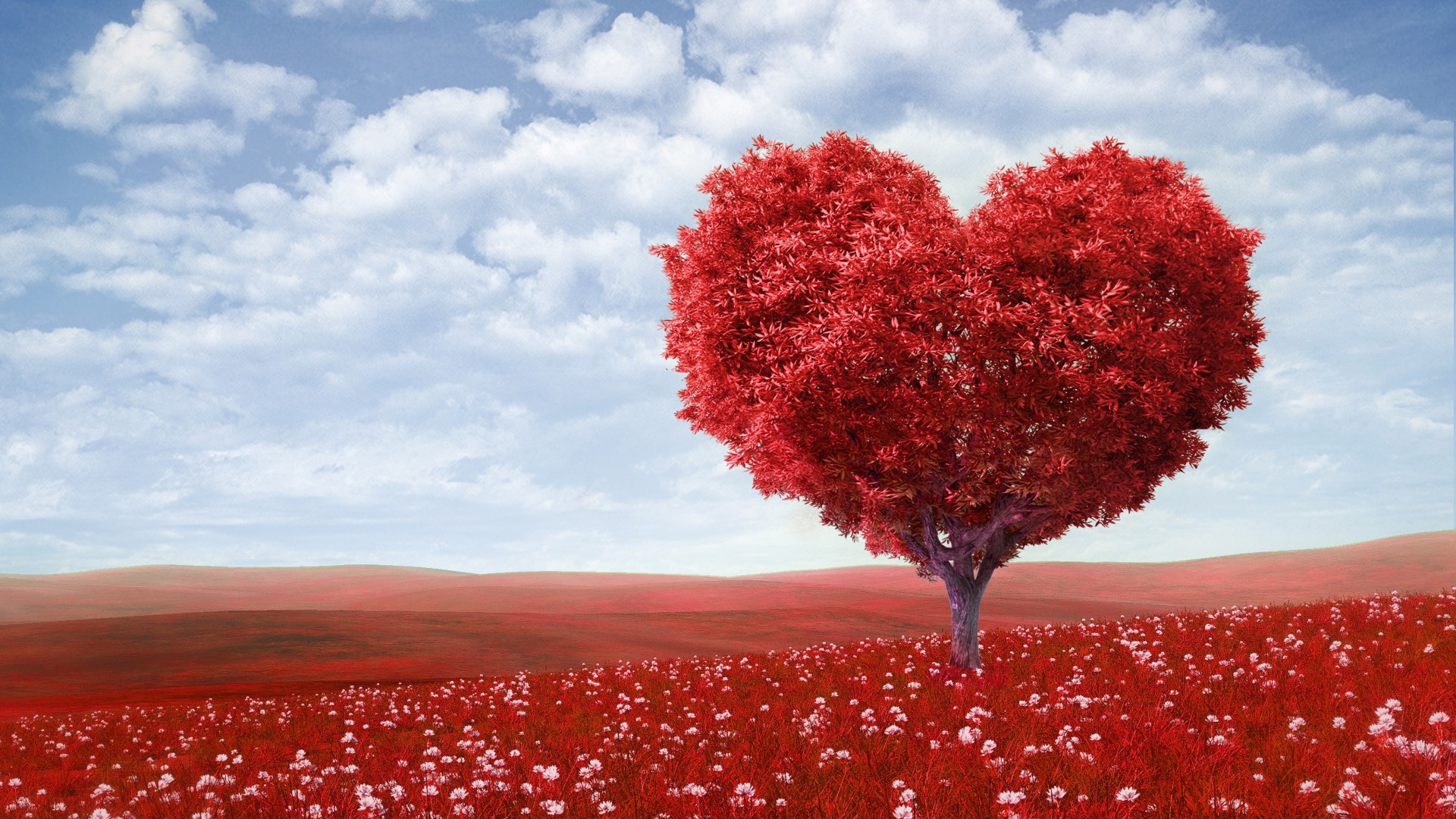 fondos de pantalla hd amor,rojo,cielo,naturaleza,paisaje natural,árbol