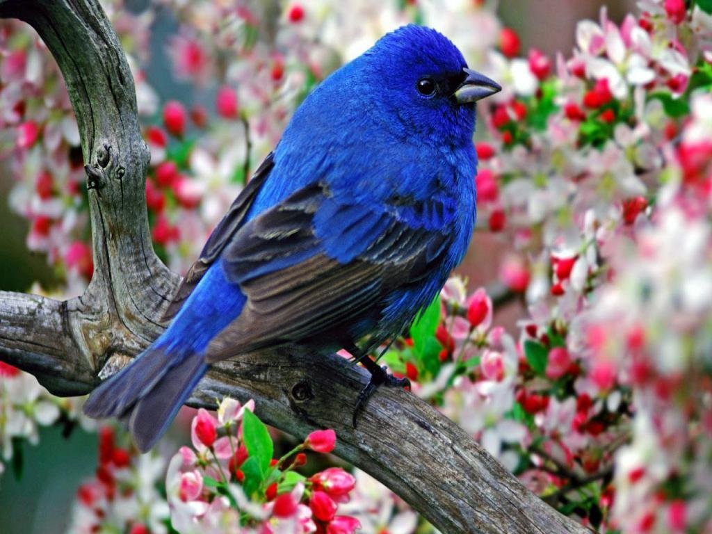 download di sfondi hd,uccello,bluebird,primavera,pianta,uccello appollaiato