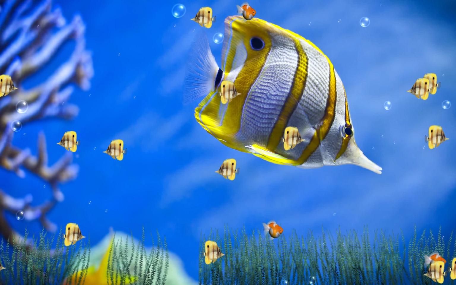 fond d'écran 3d en direct,poisson,biologie marine,sous marin,poisson,poissons de récifs coralliens
