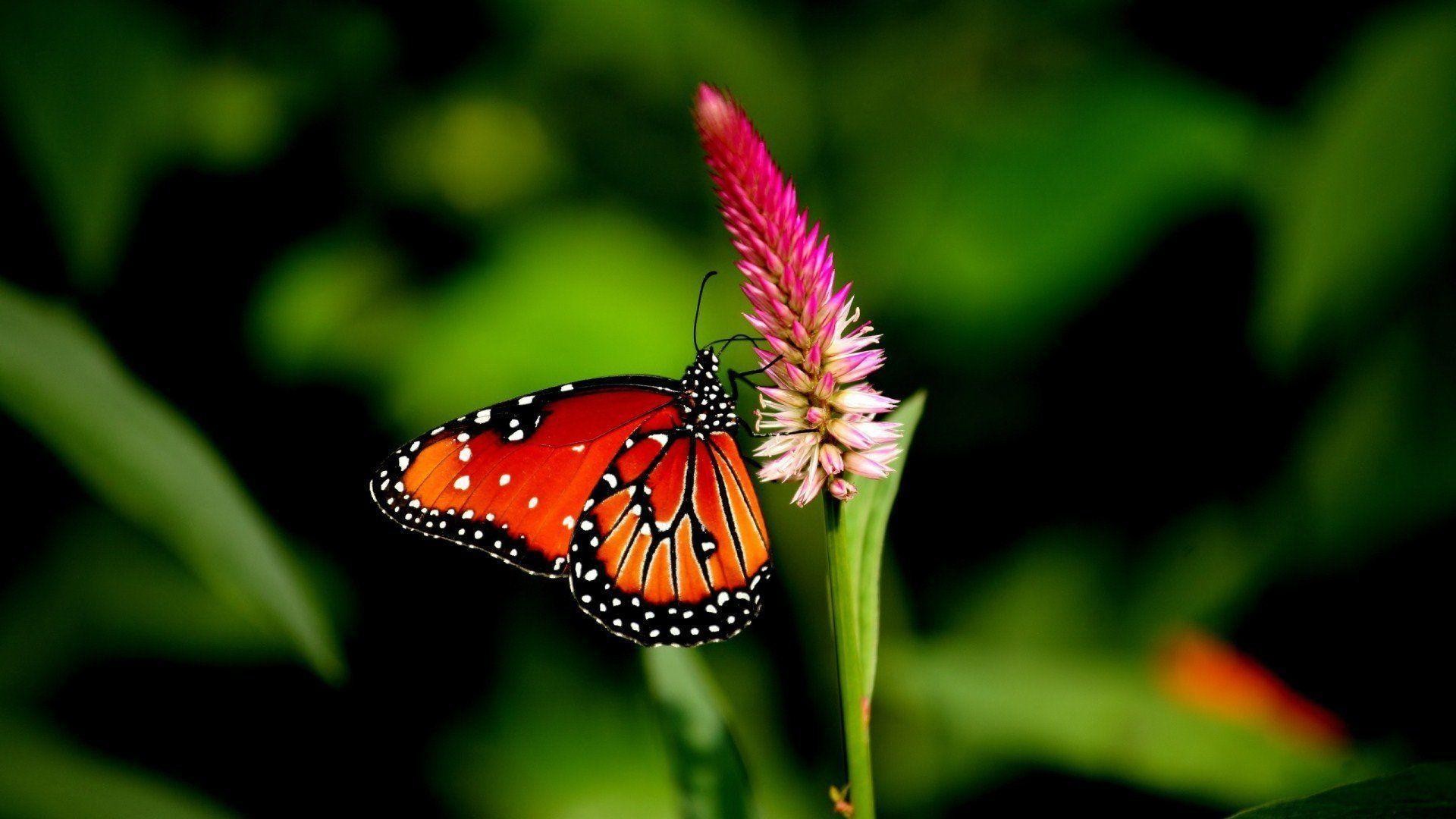 hd fond d'écran télécharger,papillons et papillons,papillon,insecte,la nature,invertébré