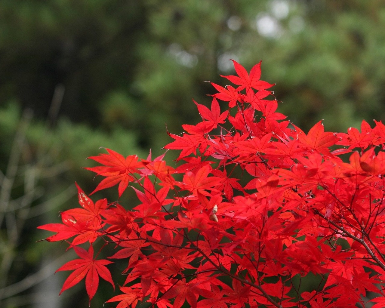 hd fond d'écran télécharger,plante à fleurs,feuille,plante,rouge,fleur