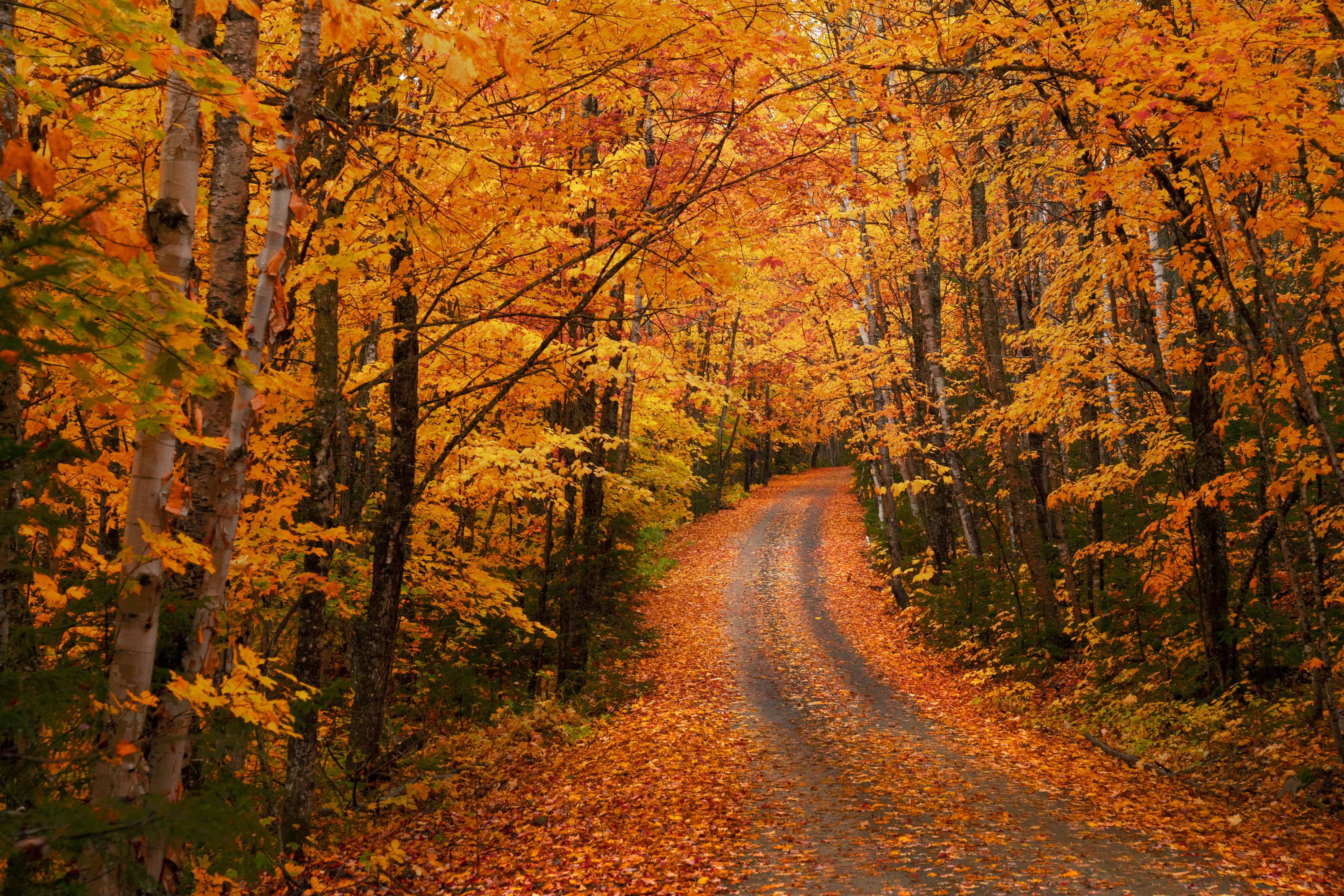 hintergrundbild in hd,baum,natürliche landschaft,natur,blatt,herbst