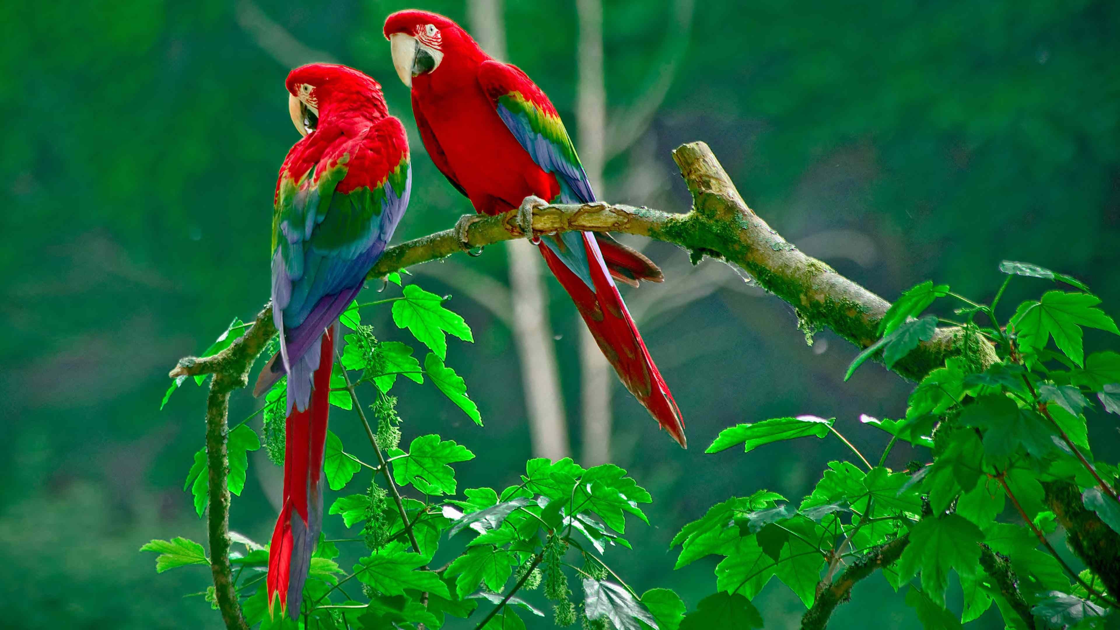 descargar fondos de alta definición,pájaro,guacamayo,verde,loro,periquito