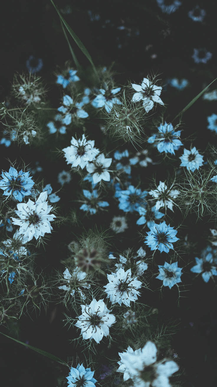 iphoneの壁紙,花,工場,花弁,野草,開花植物