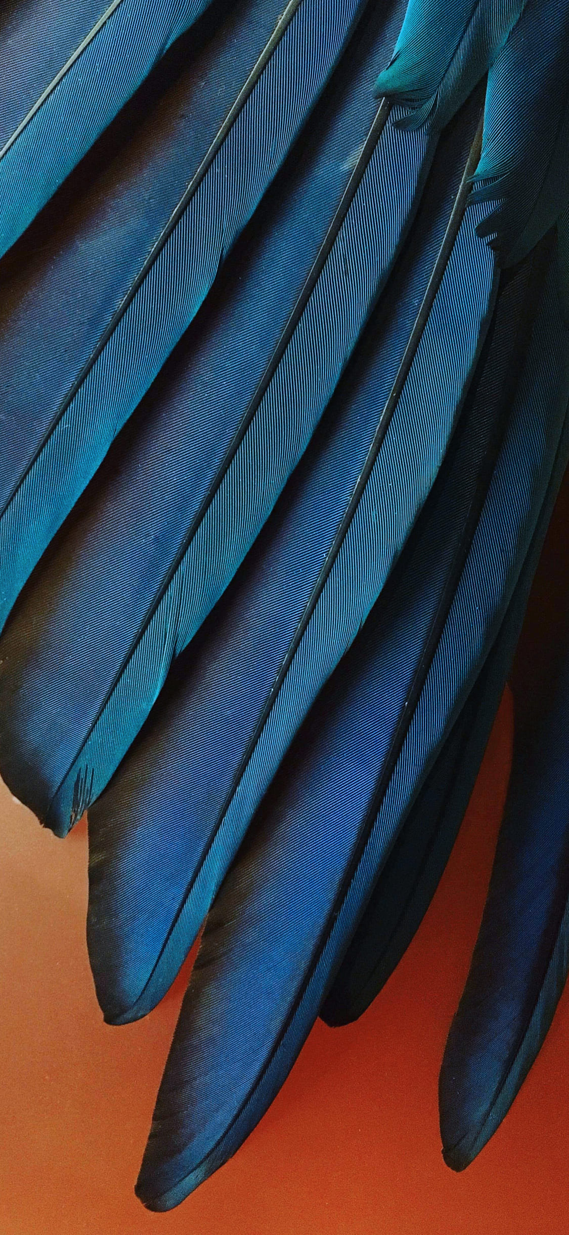 iphone wallpaper,blue,feather,turquoise,teal,aqua