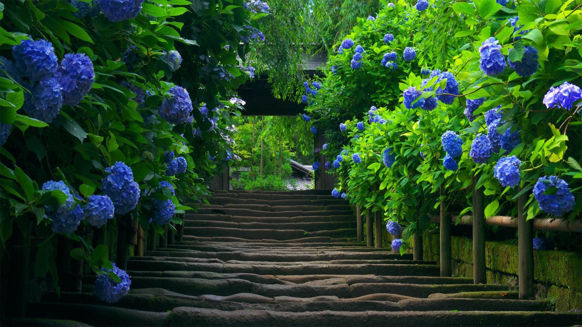 wallpaper,flowering plant,blue,hydrangea,plant,hydrangeaceae