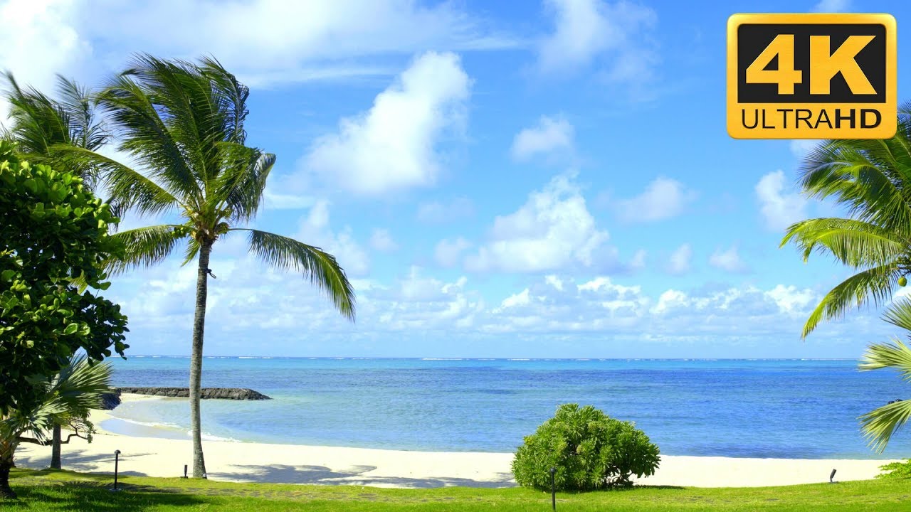 fond d'écran 4k,la nature,paysage naturel,arbre,caraïbes,ciel