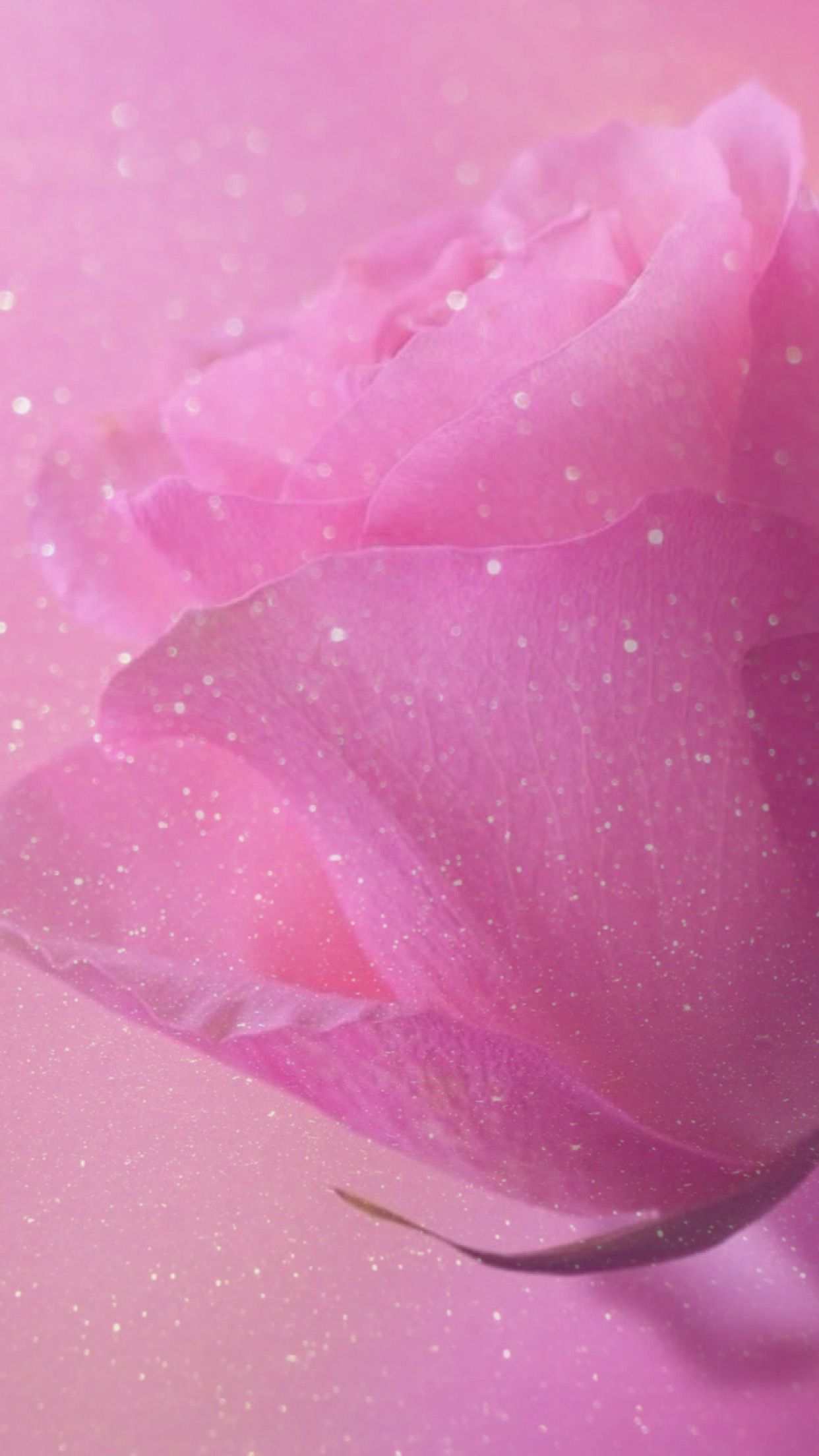 carta da parati glitterata,rosa,petalo,acqua,fiore,pianta