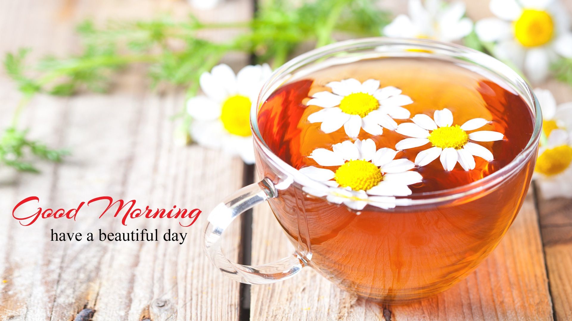 good morning wallpaper,camomile,chrysanthemum tea,chamomile,chinese herb tea,mayweed