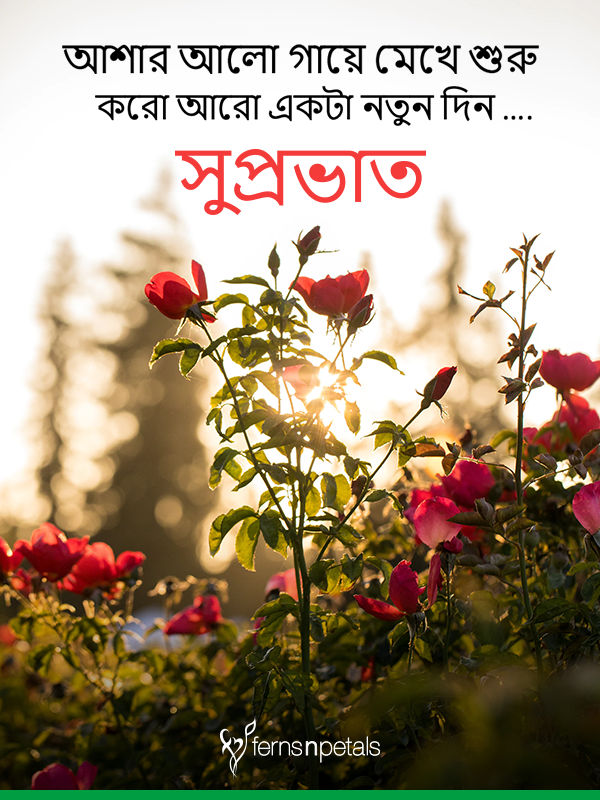 good morning wallpaper,nature,flower,plant,text,morning