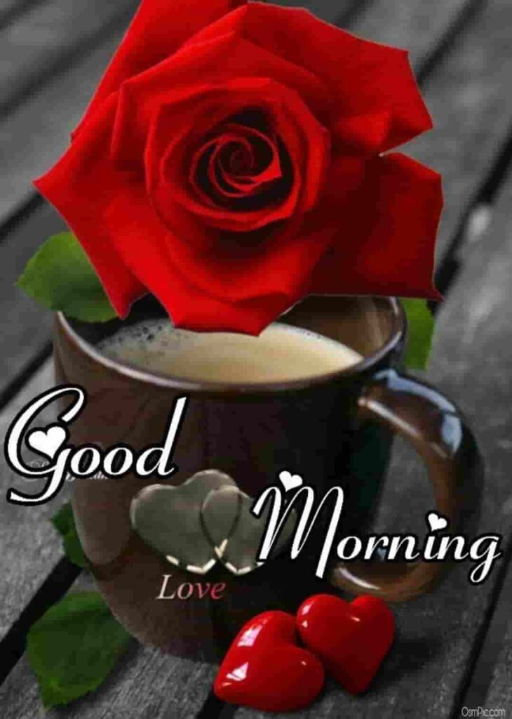 good morning wallpaper,red,cup,garden roses,hybrid tea rose,rose