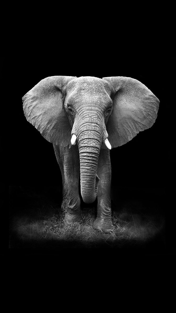 free wallpaper,elephant,elephants and mammoths,african elephant,terrestrial animal,indian elephant